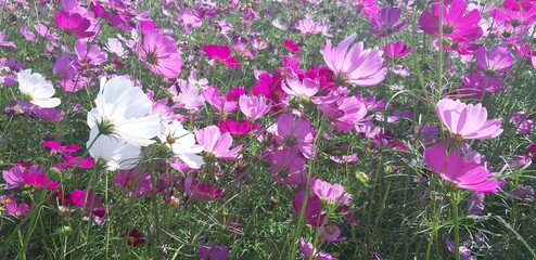 Obraz premium pink and white flowers