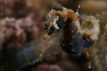 Pontoh's pygmy seahorse (Hippocampus pontohi). Underwater macro photography from Romblon, Philippines