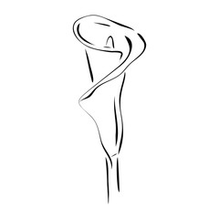 Calla lily flower. Hand drawn vector illustration in line art style, isolated on a white background.