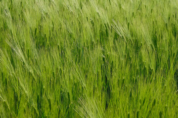 The surface of a rye field at the golden hour in Ukraine. Copy space.