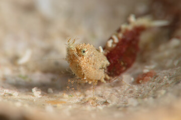 Sashimi Shrimp (Thorella cobourgi). Underwater macro photography from Romblon, Philippines
