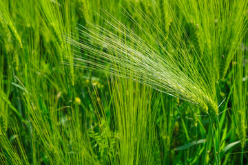 Ears of rye on a background of rye field at the golden hour in Ukraine. Copy space.