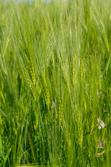 Obraz premium Ears of rye on a background of rye field at the golden hour in Ukraine. Copy space. Vertical image.