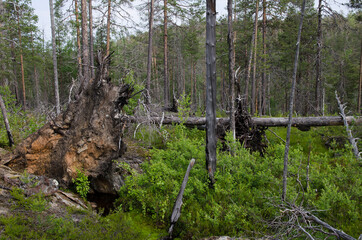 Forest on the rocks in Karelia