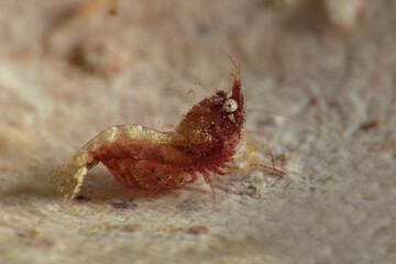 Sashimi Shrimp (Thorella cobourgi). Underwater macro photography from Romblon, Philippines