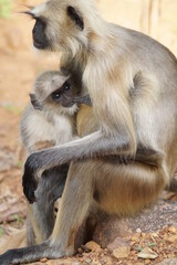Fototapeta premium monkey feeding her baby