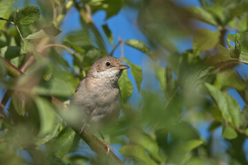 Common whitethroat,Sylvia communis