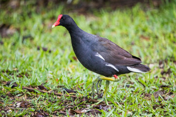 Common Gallinule in Coral Gables