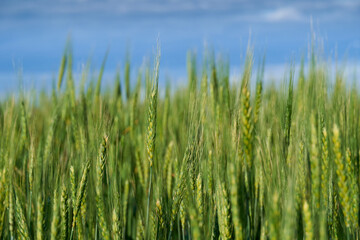 green wheat field on blue sky background