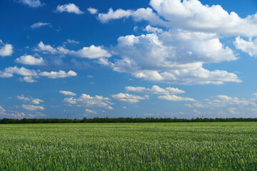 green wheat field on blue sky background