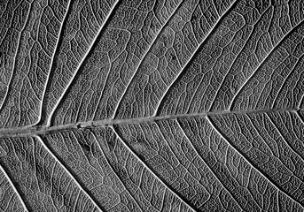 black and white photo art of texture background with part of leaf in organic curve biological lines pattern on surface looks like  surreal abstract art