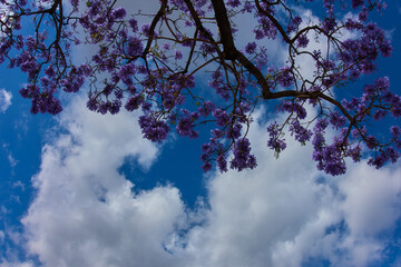 árbol con hojas de color violeta mirando hacia el cielo
