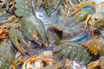 Living crayfish in water. Caught crayfish are washed in clean water for further preparation. Caught crayfish in a container with water