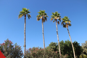 Obraz premium palm trees on a sunny day