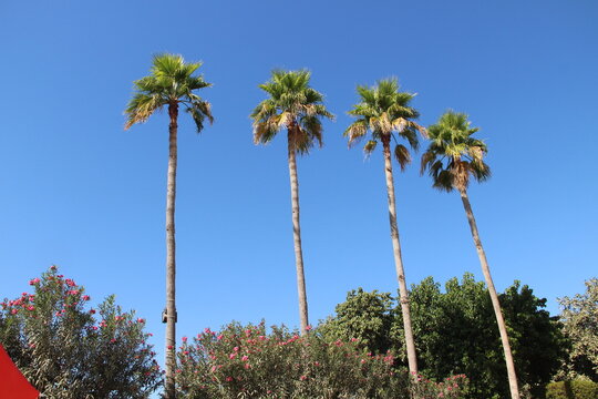 palm trees on a sunny day
