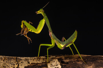 green praying mantis in branch