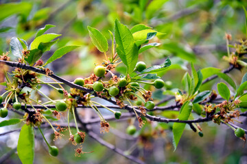 Green unripe cherry fruits among leaves on branch in spring. Remnants of dried inflorescences on  branch in garden. Close-up. Selective focus.