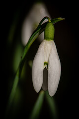 Fototapeta premium Snowdrop flower on black background