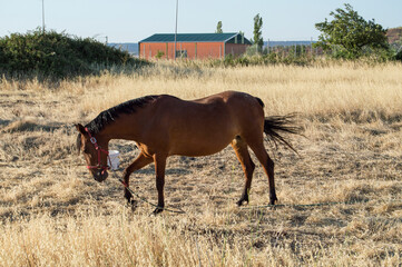 brown horse grazing in a dry field in summer