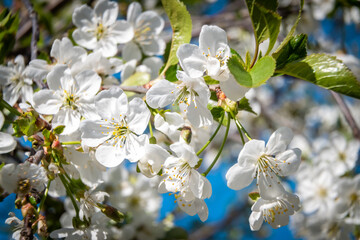 At the end of may, cherry trees bloomed in the city courtyards of Kronstadt in bright white flowers.