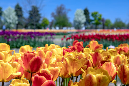 Vibrant field of tulips in Springtime