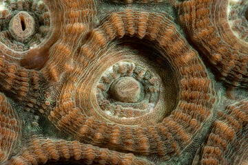 The part of stone coral Favites.  Underwater macro photography from Romblon, Philippines