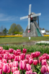 Wooden Windmill and Tulips in Holland Michigan at Springtime