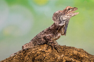 the angry frilled lizard in branch