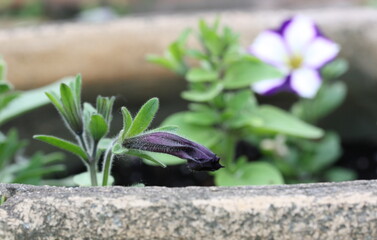 Purple flower bud on a background of green leaves