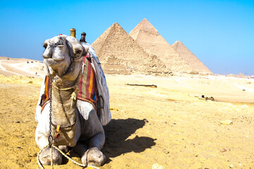 Camel in the desert at the Great Pyramid of Giza, UNESCO World Heritage site, Cairo, Egypt.
