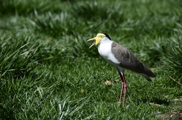 Exotic bird white, grey and yellow head