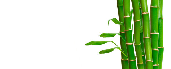 Green bamboo stems and leaves on white background. Banner with copy space, place for text