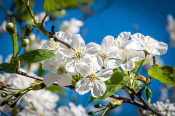 At the end of may, cherry trees bloomed in the city courtyards of Kronstadt in bright white flowers.