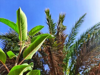 leafs of tree in arid weather in Algeria desert
