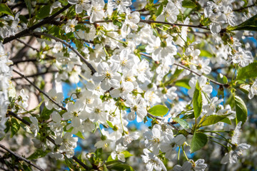 At the end of may, cherry trees bloomed in the city courtyards of Kronstadt in bright white flowers.