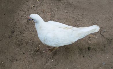 white pigeon or doves on a Black background, White pigeon isolated, bird of peace
