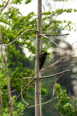 The black woodpecker (Dryocopus martius) is a large woodpecker that lives in mature forests across the northern Palearctic. this one is a female