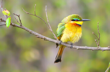 Little bee-eater perched