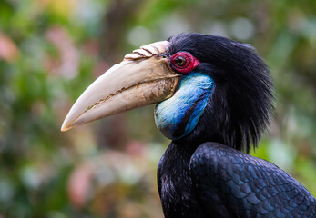 Portrait of a female wreathed hornbill