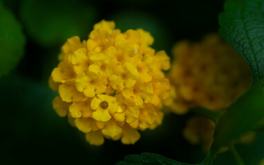 close up of yellow flower with rain water drops