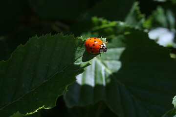 Ladybug on green leaf in a sunny day
