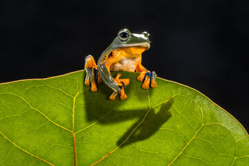wallace flying frog behind the leaf
