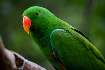 Male eclectus parrot
