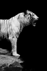 white tiger on black background