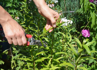 A gardener is deadheading lilies, removing spent flowers using pruning shears in the flowerbed in...