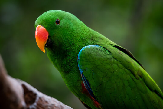 Male eclectus parrot