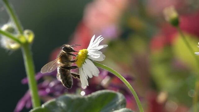 Bee Taking Nectar on Daisy Flower, Flying on White Flower, Slow Motion