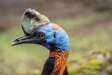 Close up of a southern cassowary