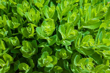 Hylotelephium green plant, growing on a flower bed in the park