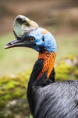 Portrait of a souther cassowary